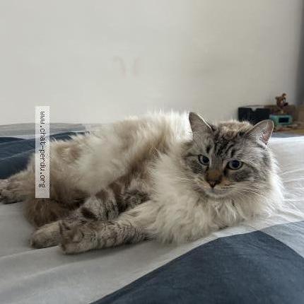 Photo 1/1 Milo Chat perdu à Saint didier