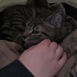 Photo de chat trouvé à Mazamet