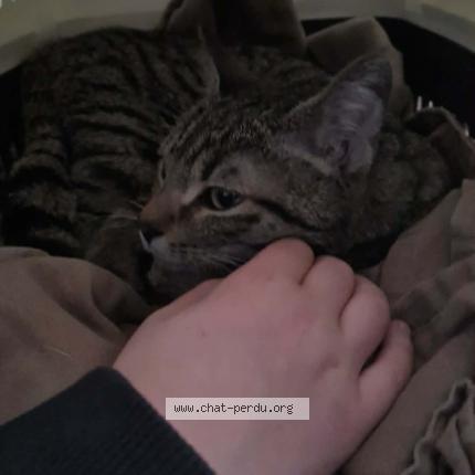 Photo 1/1 Chat trouvé Trouvé à Mazamet