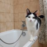 Photo de chat perdu à Toulouse