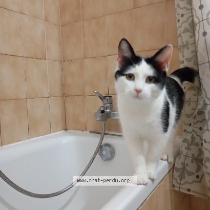 Photo 1/1 Iago Chat perdu à Toulouse