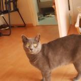 Photo de chat perdu à Brest