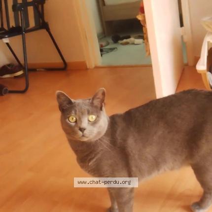 Photo 1/1 Chat retrouvé Perdu à Brest