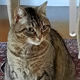 Photo de chat perdu à Villeneuve Le Roi