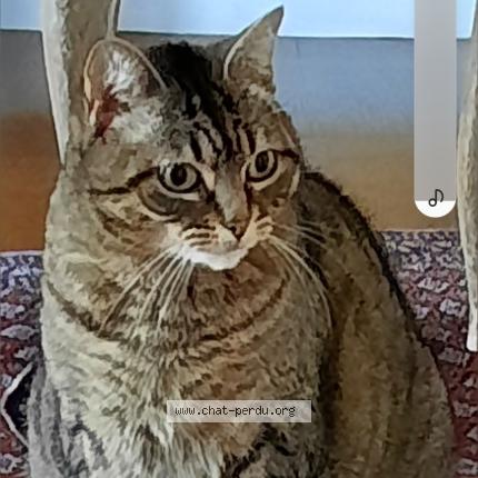 Photo 1/1 Julie Chat perdu à Villeneuve le roi