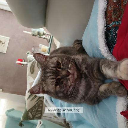 Photo 1/1 Daisy Chat perdu à Montaigut le blanc