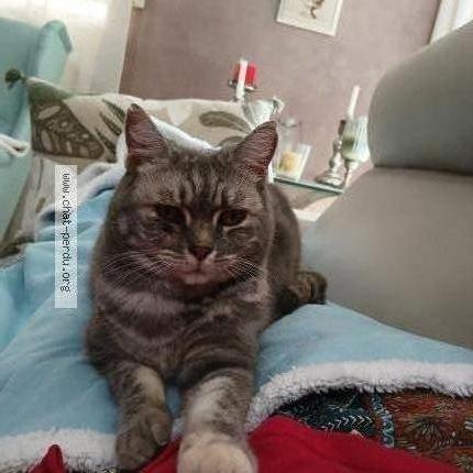 Photo 1/1 Daisy Chat perdu à Montaigut le blanc