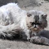 Photo de chat trouvé à Saint Sulpice La Pointe