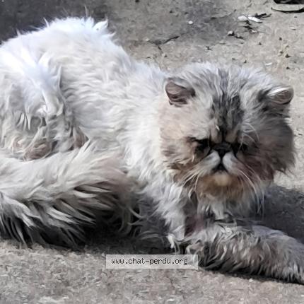 Photo 1/1 Chat trouvé Trouvé à Saint sulpice la pointe