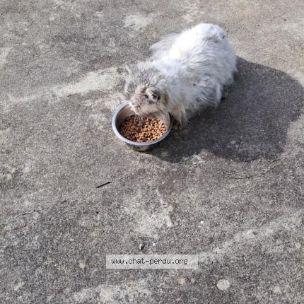 Photo 2/2 Chat trouvé Trouvé à Saint sulpice la pointe