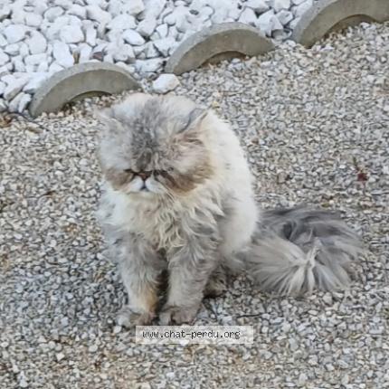 Photo 2/2 Chat trouvé Trouvé à Saint sulpice la pointe