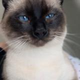 Photo de chat perdu à Saint Etienne