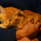 Photo de chat perdu à Brassac