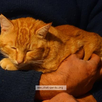 Photo 1/1 Graou Chat perdu à Brassac