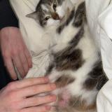 Photo de chat perdu à Six Fours Les Plages