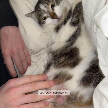 Photo 2/2 Divine Chat perdu à Six fours les plages