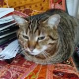 Photo de chat perdu à Escragnolles