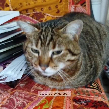 Photo 1/1 Tigrou Chat perdu à Escragnolles