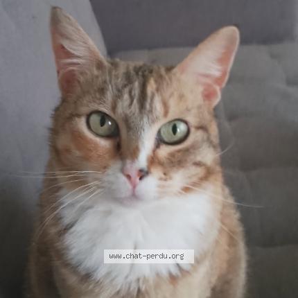 Photo 1/1 Fiona Chat perdu à Niort