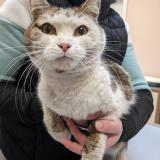 Photo de chat trouvé à Perigny