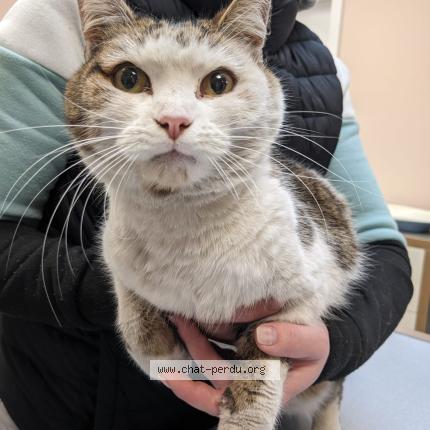 Photo 1/1 Chat trouvé Trouvé à Perigny