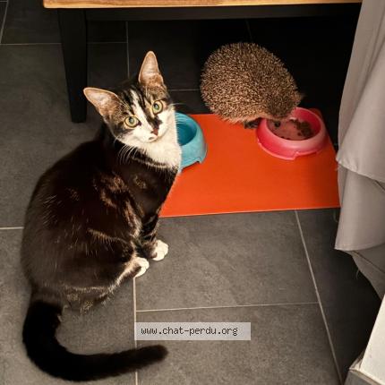 Photo 1/1 Flasch Chat perdu à St prex