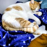 Photo de chat perdu à Fos Sur Mer