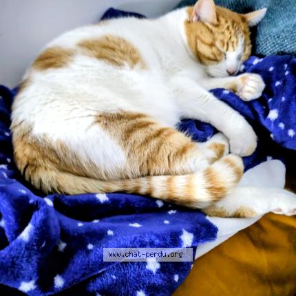 Photo 1/1 Sophie Julienne Chat perdu à Fos sur mer