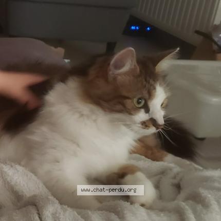 Photo 1/2 Uzy Chat perdu à Herseaux