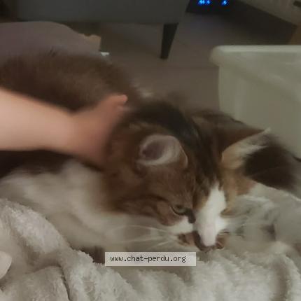 Photo 2/2 Uzy Chat perdu à Herseaux