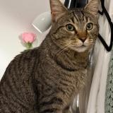 Photo de chat trouvé à Besancon