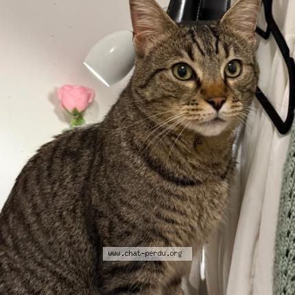 Photo 1/1 Chat trouvé Trouvé à Besancon