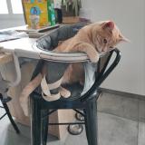 Photo de chat perdu à St Palais