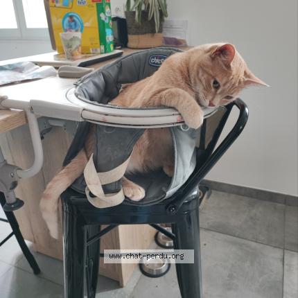 Photo 1/1 Miko Chat perdu à St palais