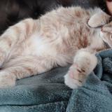 Photo de chat perdu à St Palais