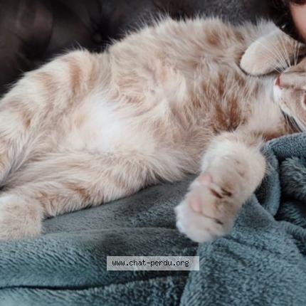 Photo 1/1 Miko Chat perdu à St palais