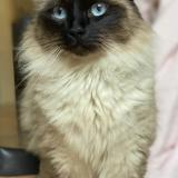 Photo de chat perdu à Paris