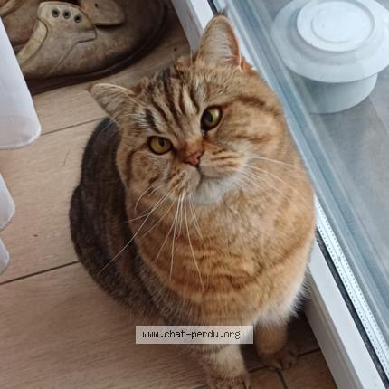 Photo 1/1 Sans nom Chat perdu à Jette