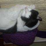 Photo de chat perdu à Eysines