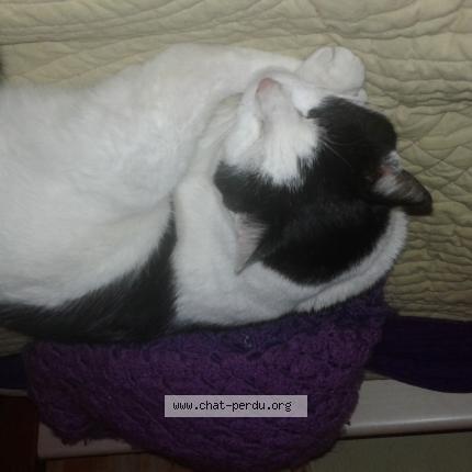 Photo 1/1 felix Chat perdu à Eysines