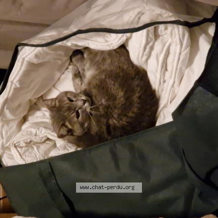 Photo 1/1 William Chat perdu à La roche de glun