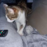 Photo de chat perdu à Givors