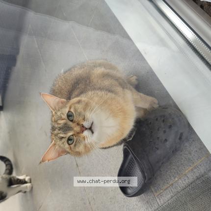 Photo 1/1 Chat trouvé Trouvé à Etrembieres