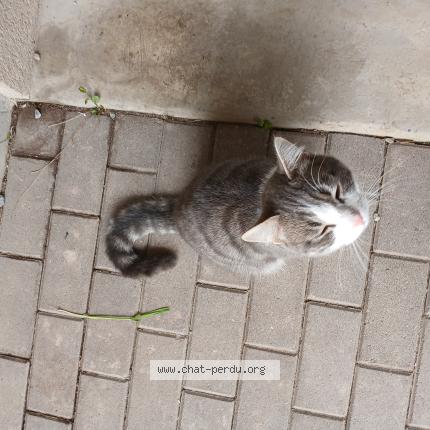 Photo 3/3 Chat trouvé Trouvé à Rennes