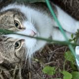 Photo de chat trouvé à Lorient