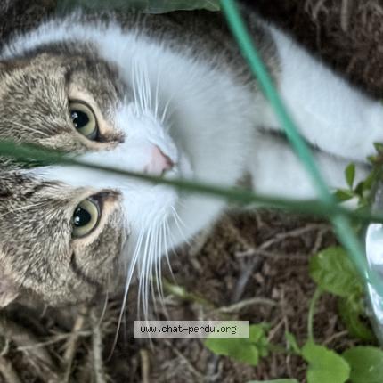 Photo 1/1 Chat trouvé Trouvé à Lorient