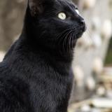 Photo de chat perdu à Saint Bres