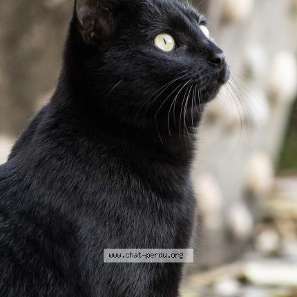 Photo 1/1 Floki Chat perdu à Saint bres