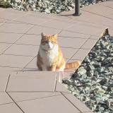 Photo de chat trouvé à Perouse