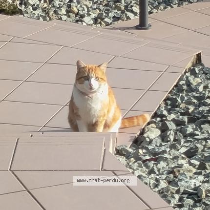 Photo 1/1 Chat trouvé Trouvé à Perouse